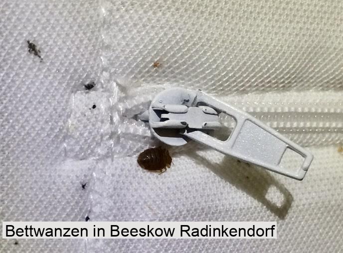 Bettwanzen in Beeskow Radinkendorf